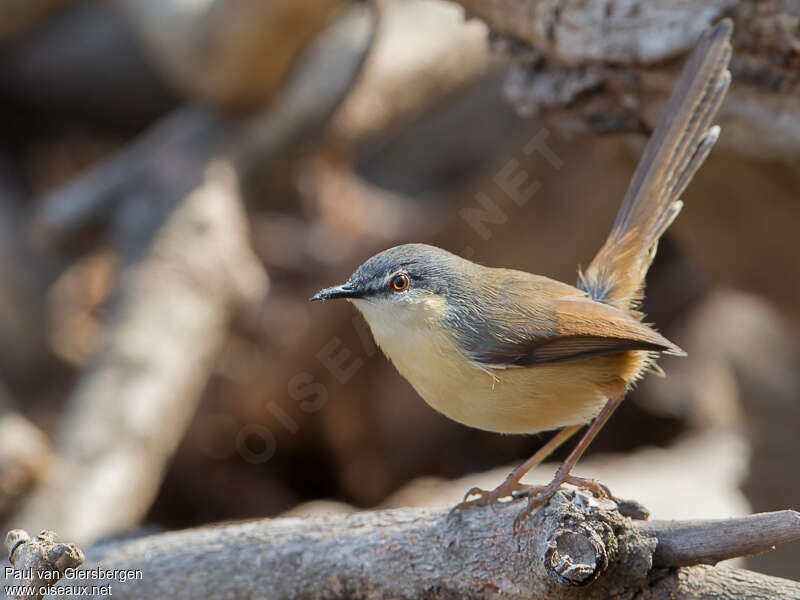 Prinia cendréeadulte, identification