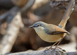 Prinia cendrée