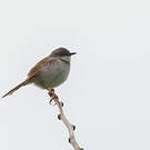 Prinia de Hodgson