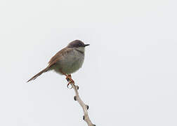 Grey-breasted Prinia