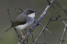 Prinia de Hodgson