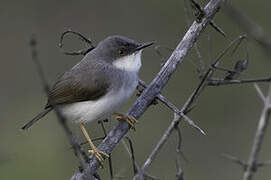 Grey-breasted Prinia