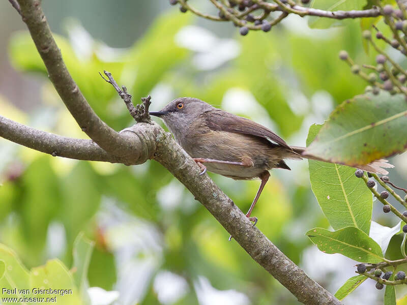 Prinia de Robertsadulte, identification