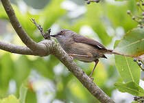 Prinia de Roberts