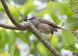 Prinia de Roberts