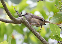 Prinia de Roberts