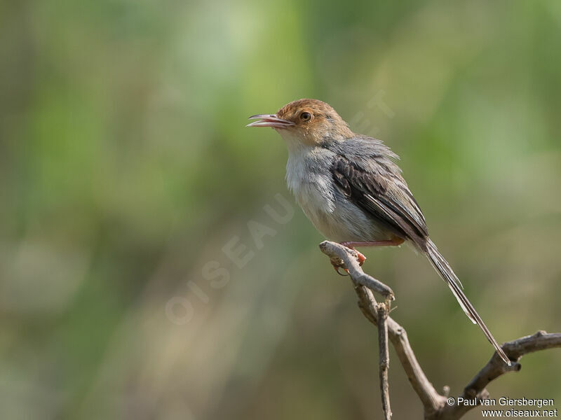 Sao Tome Prinia