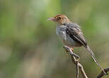 Prinia de São Tomé