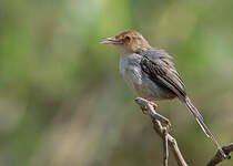 Prinia de São Tomé