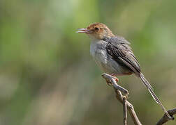 Prinia de São Tomé