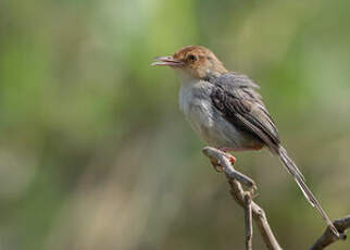 Prinia de São Tomé