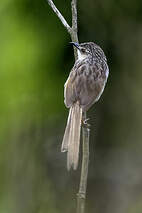Prinia de Swinhoe