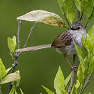 Prinia de Swinhoe
