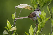 Prinia de Swinhoe
