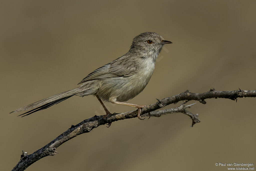 Prinia délicate