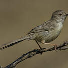 Prinia délicate