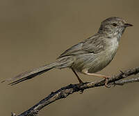 Prinia délicate