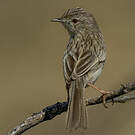 Prinia délicate