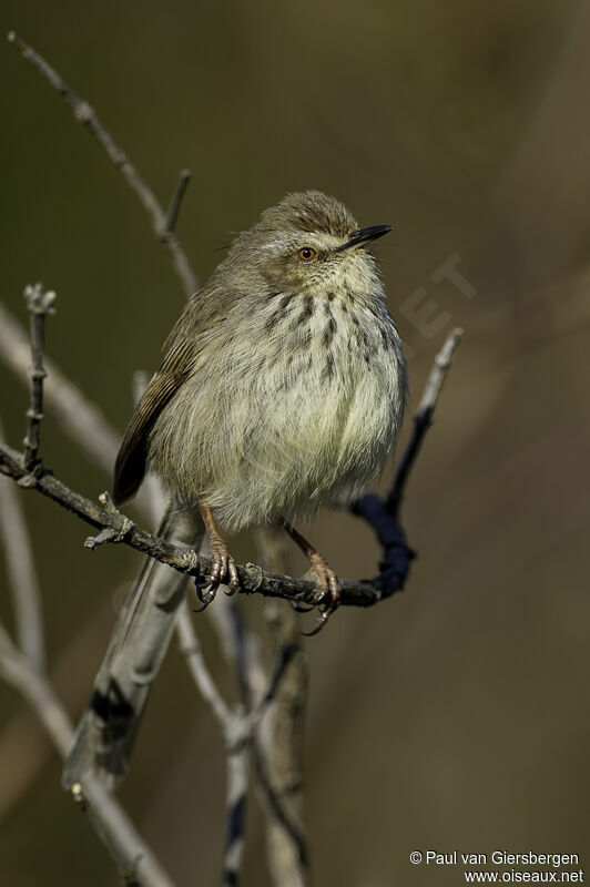 Drakensberg Priniaadult