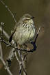 Prinia du Drakensberg