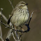 Prinia du Drakensberg