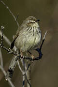 Prinia du Drakensberg