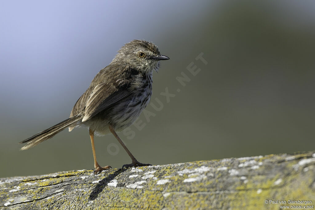 Prinia du Karrooadulte