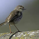 Prinia du Karroo