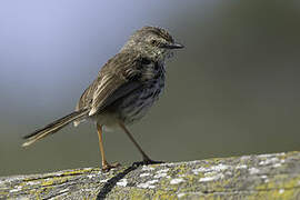 Karoo Prinia