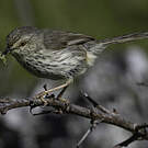 Prinia du Karroo