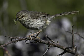 Karoo Prinia