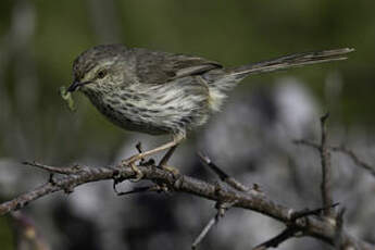 Prinia du Karroo