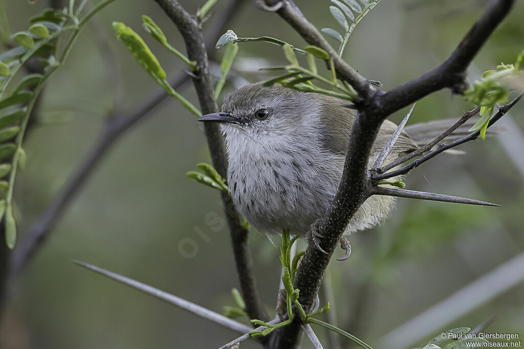 Prinia du Namaquaadulte