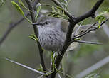 Prinia du Namaqua