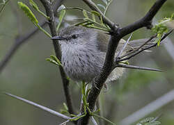 Namaqua Warbler