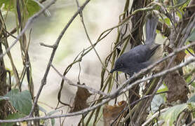 Prinia du Sierra Leone
