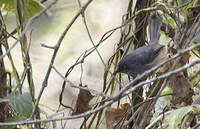 Prinia du Sierra Leone