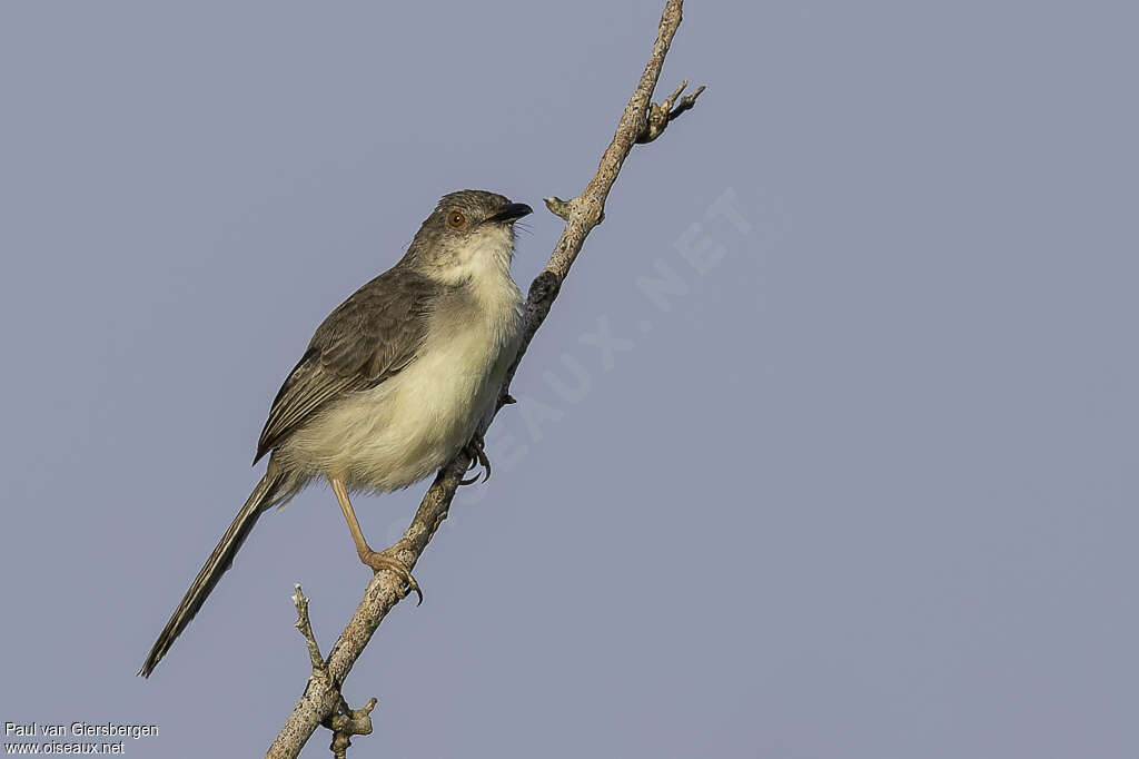 Prinia forestièreadulte