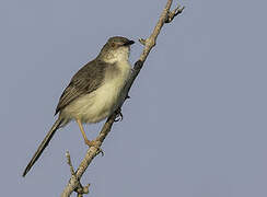 Prinia forestière