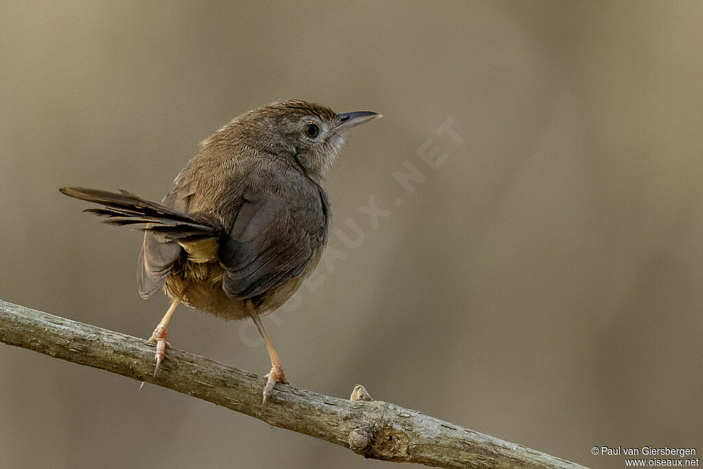 Prinia forestière