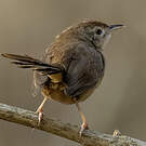 Prinia forestière