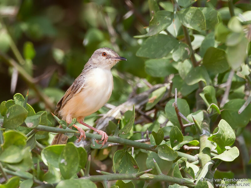 Tawny-flanked Prinia