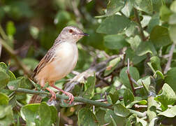 Tawny-flanked Prinia