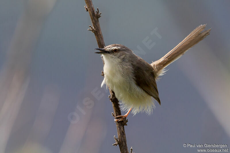 Tawny-flanked Prinia