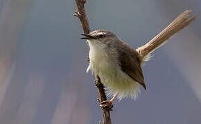 Tawny-flanked Prinia