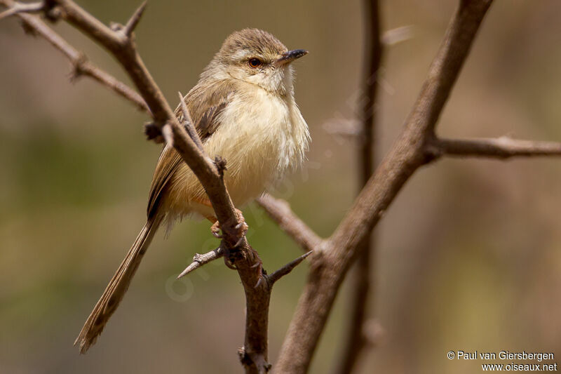 Prinia modeste