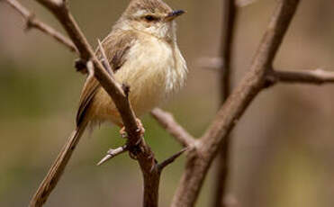 Prinia modeste