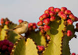 Prinia modeste