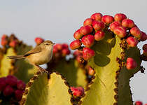 Prinia modeste