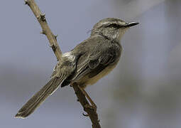 Pale Prinia